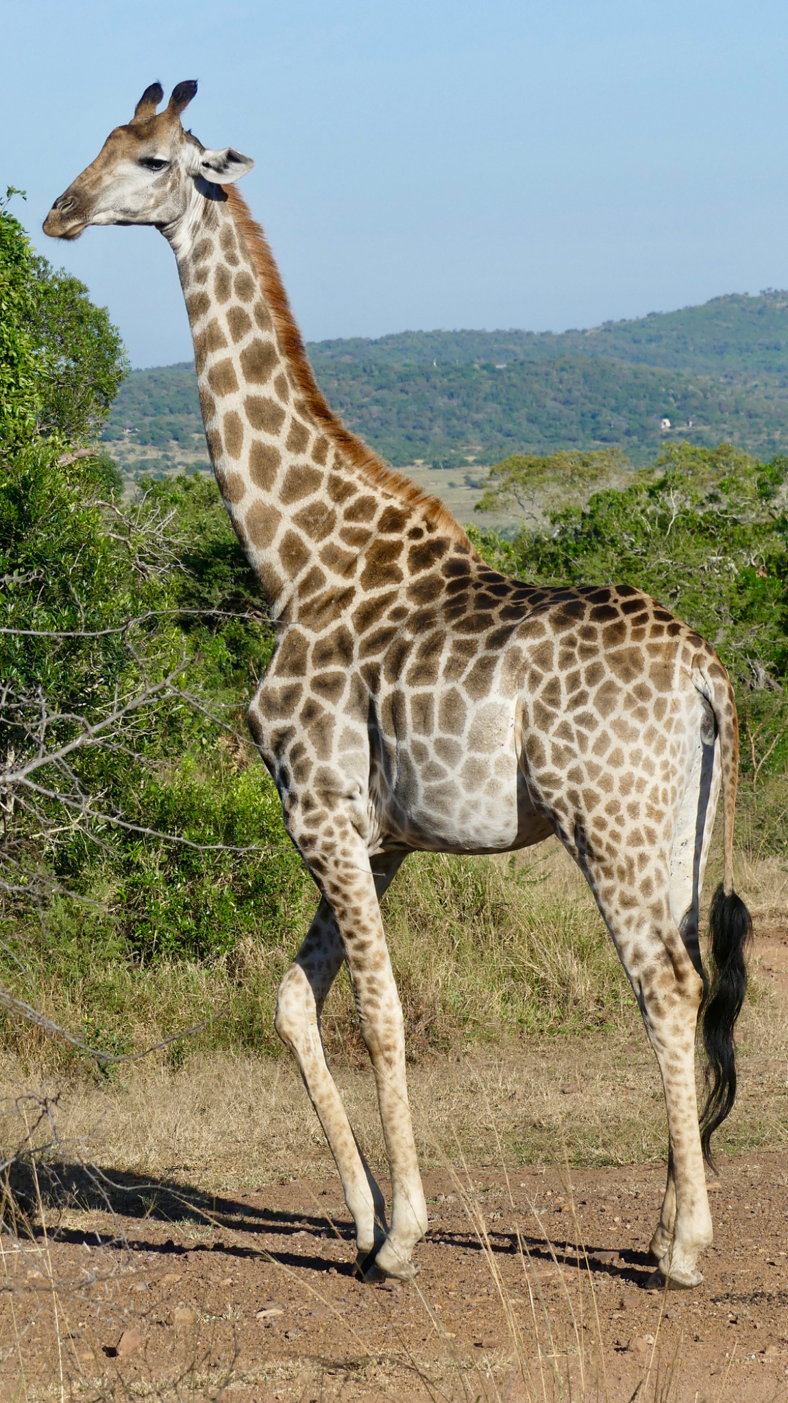 Southern Giraffe